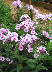 Phlox paniculata 'Swizzle'